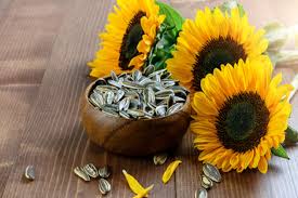 آفتابگردان کچاپ